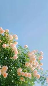 女儿班主任想要五元买我的增城挂绿，得知真相后她吓傻了在线阅读